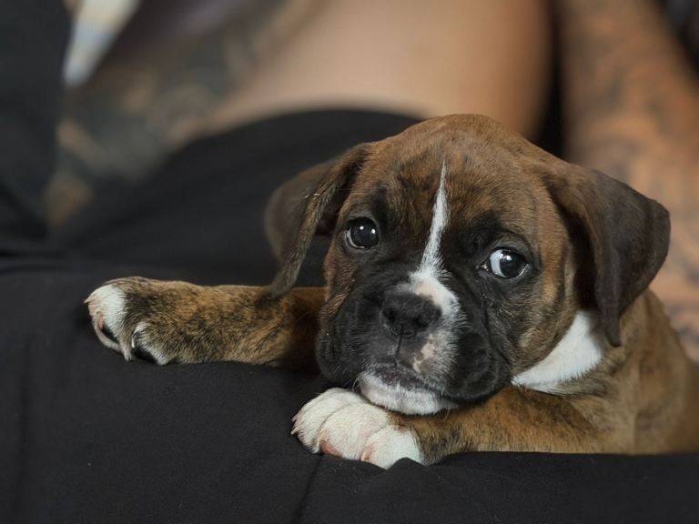 Boxer x old tyme bulldog