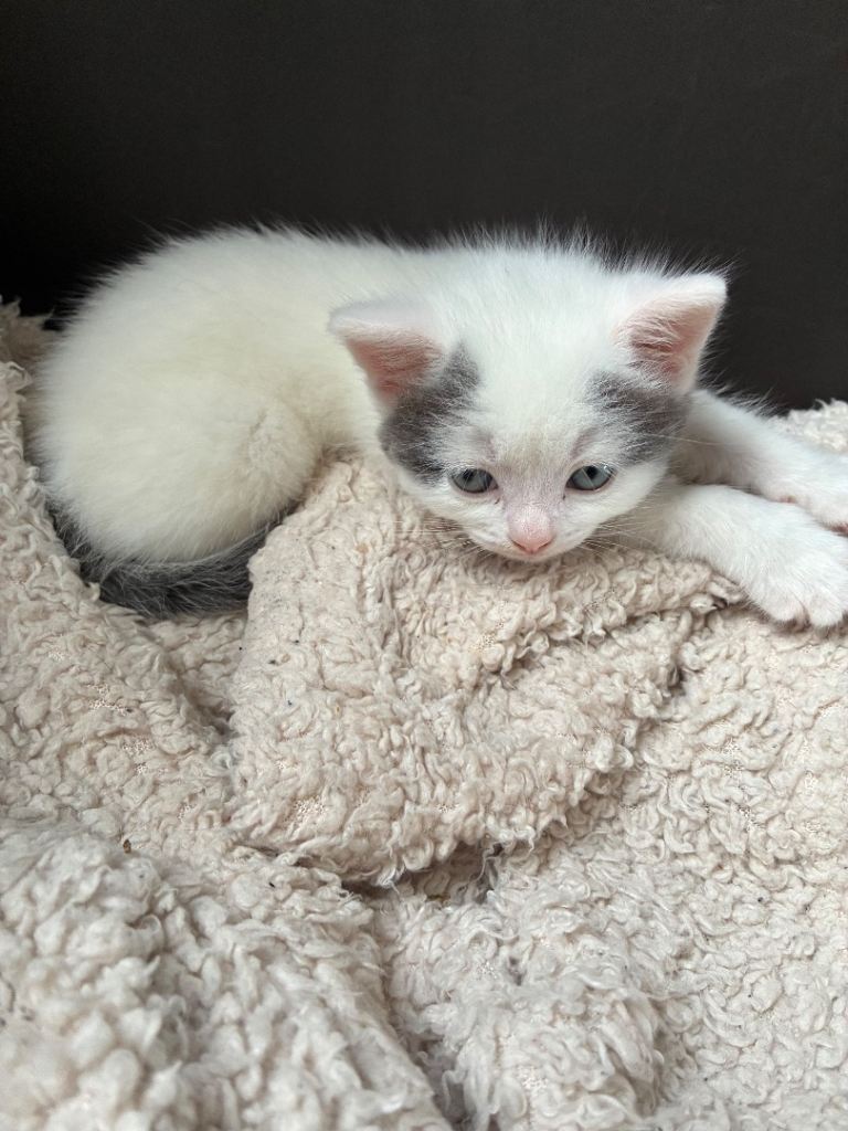 Gorgeous white & grey fluffy kittens