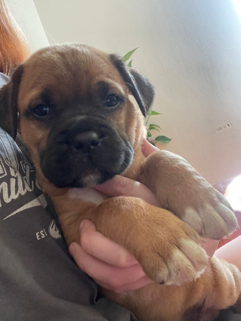 Puppies for sale