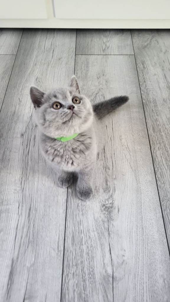 British Blue Shorthair 