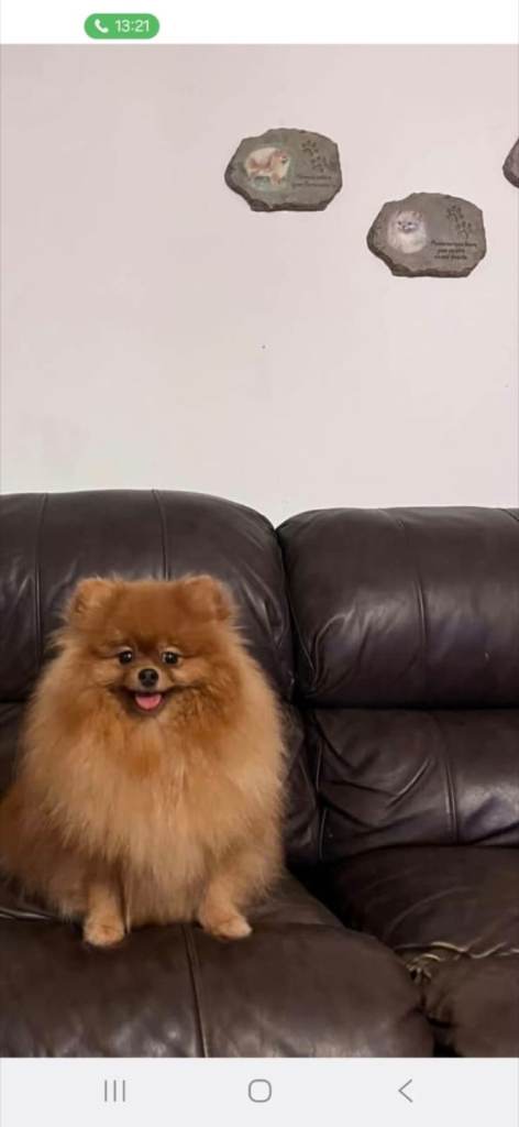 Pomeranian female 