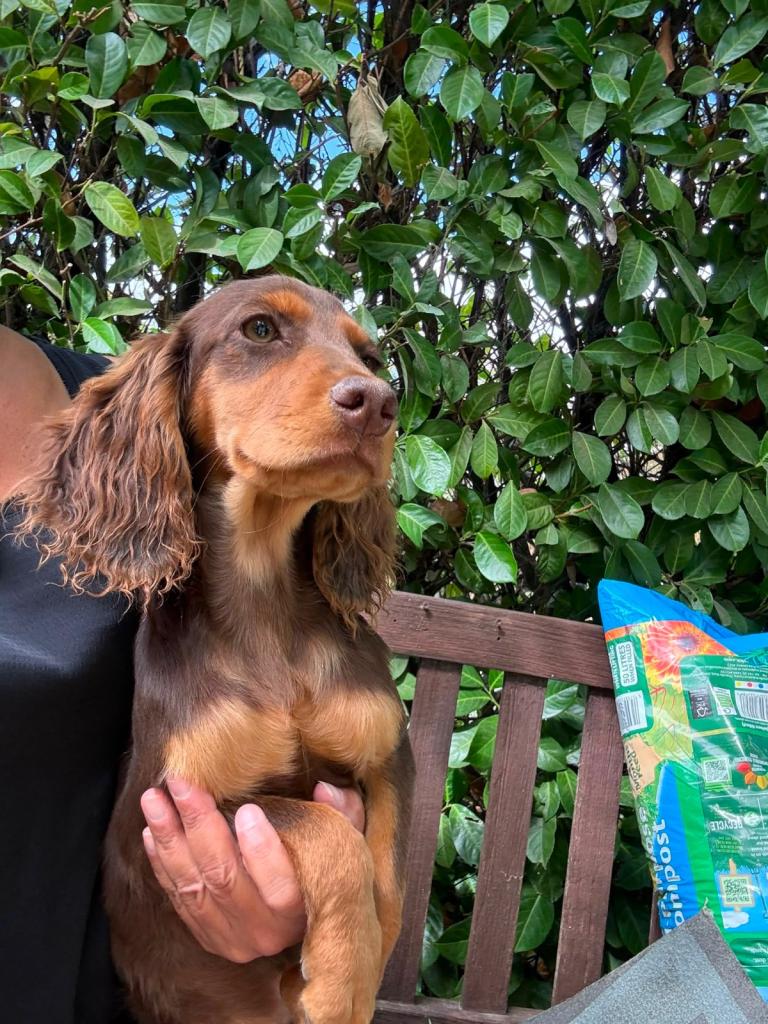 Cocker spaniel puppy’s 