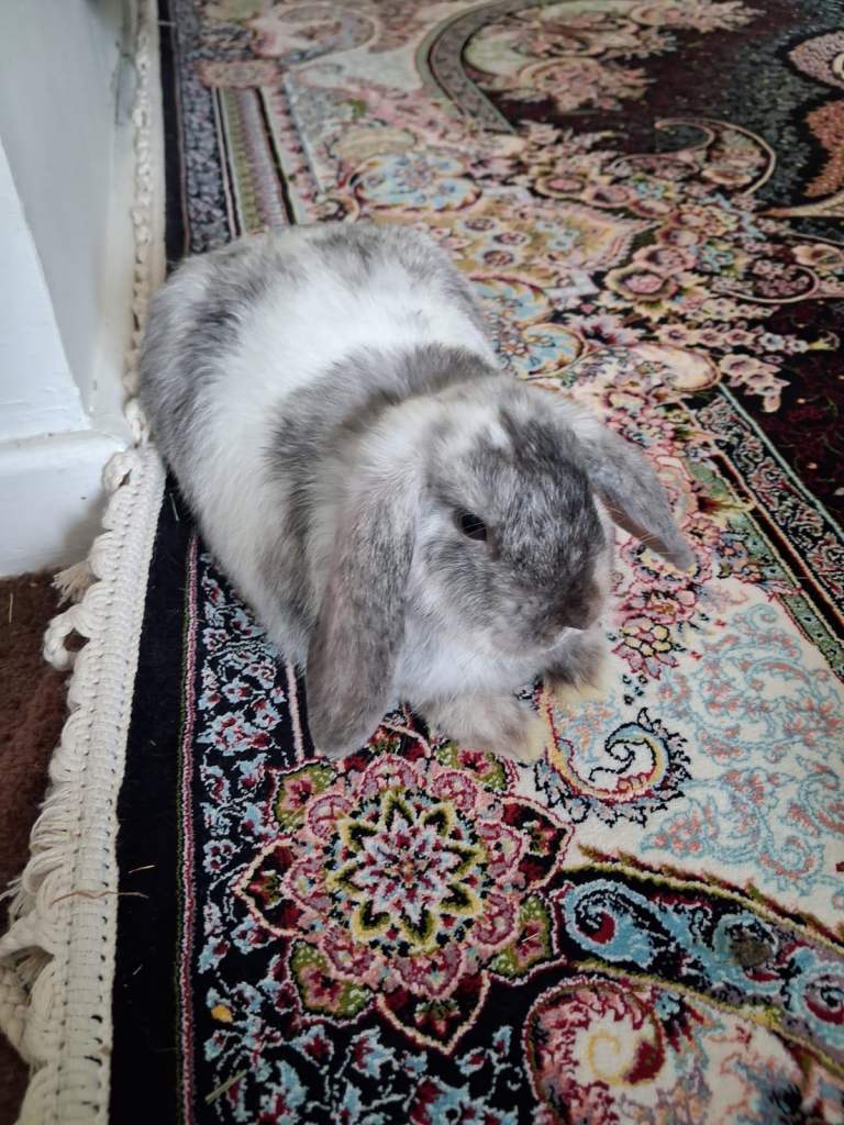 4 month old Bunny 