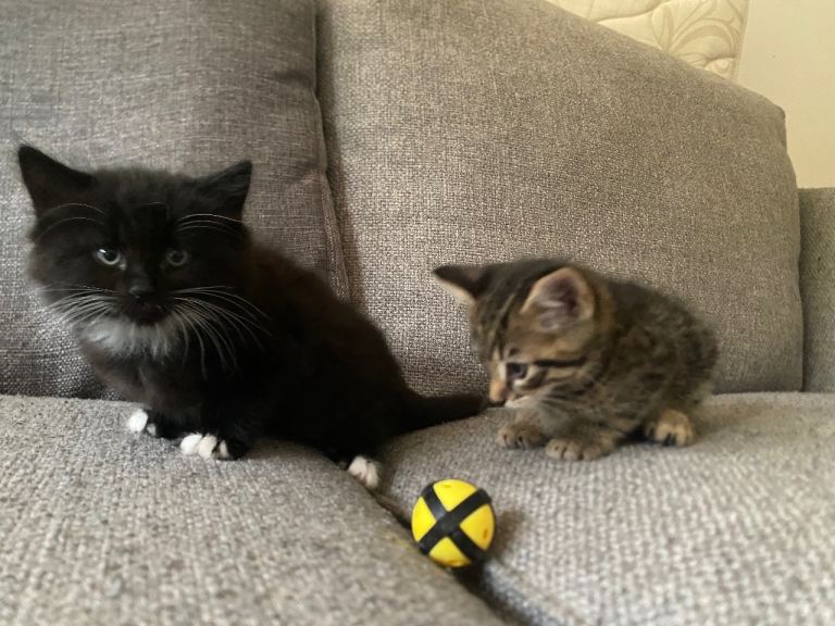 Two adorable kittens (boys)