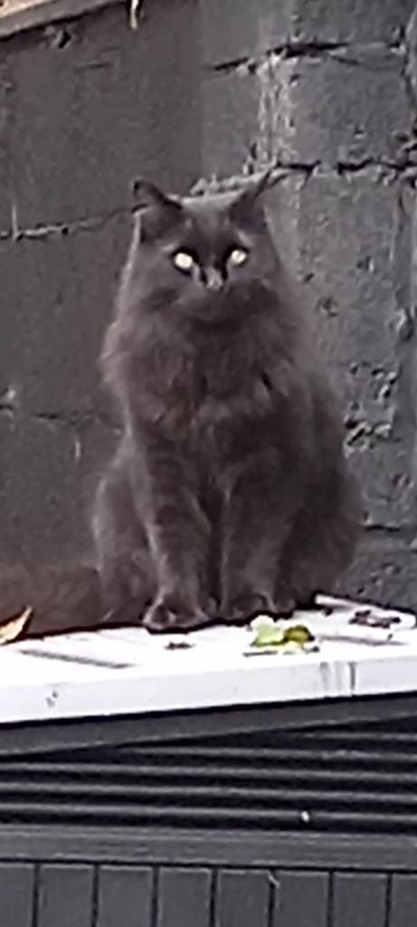 Hunter the hubter persianxbritish-blue 