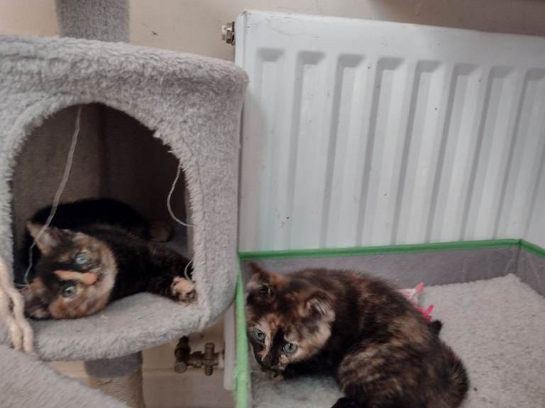 4 kittens , 8 week old .Ginger boy and 3 tortoise girls 