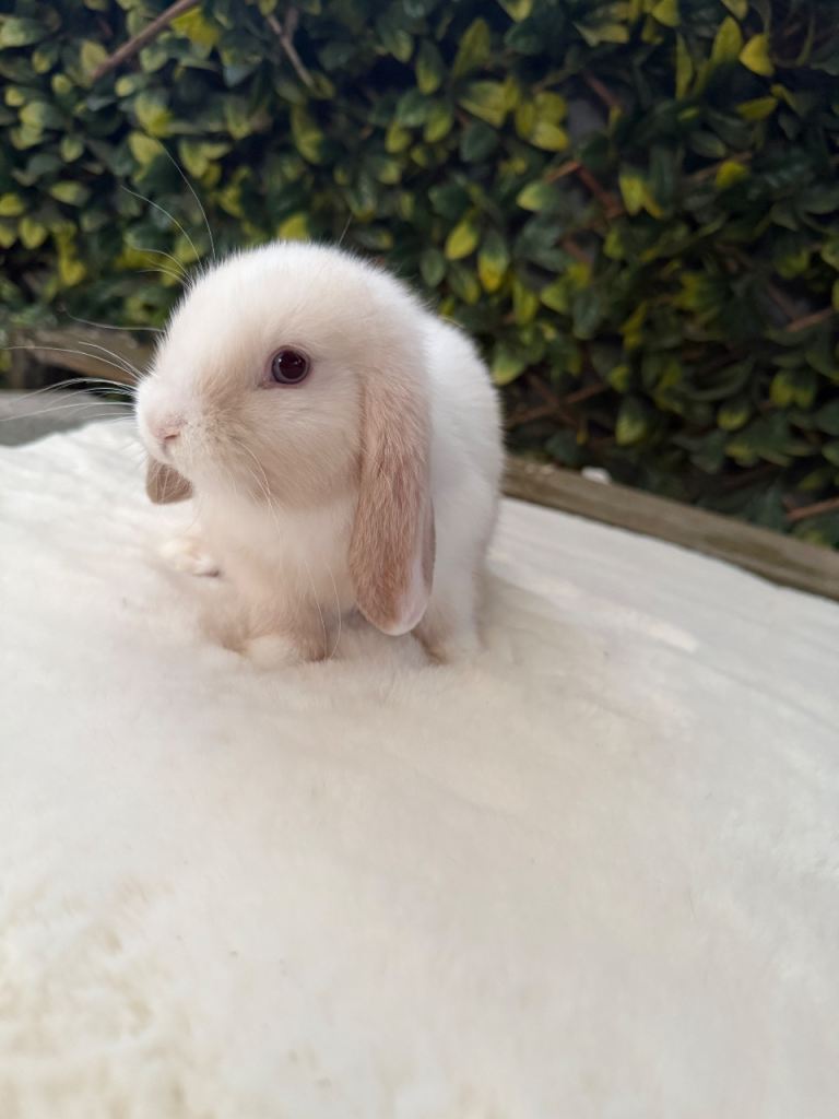 Mini lop