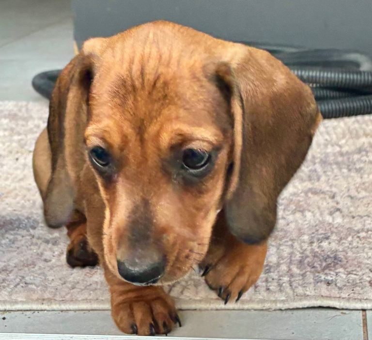 Mini dachshund miniature 