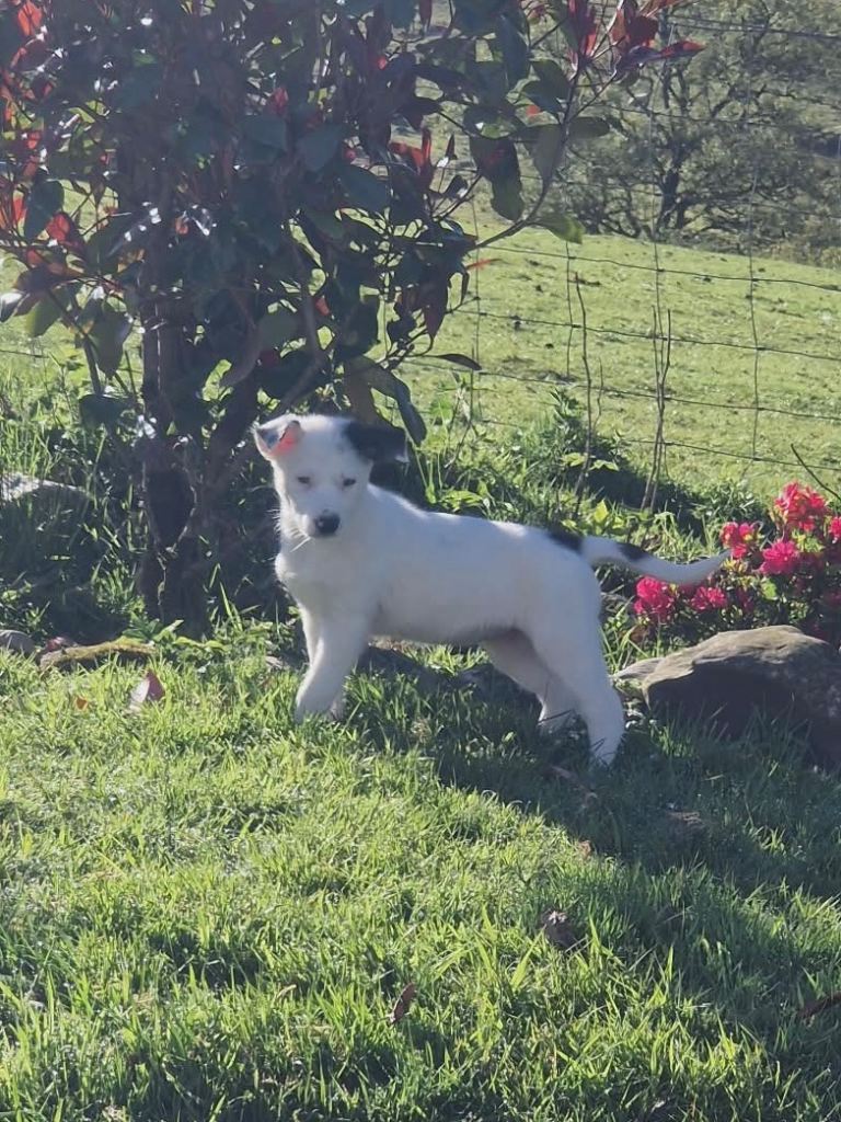 Puppy 