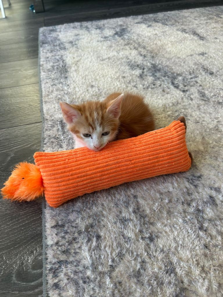 Beautiful kittens ready to leave 