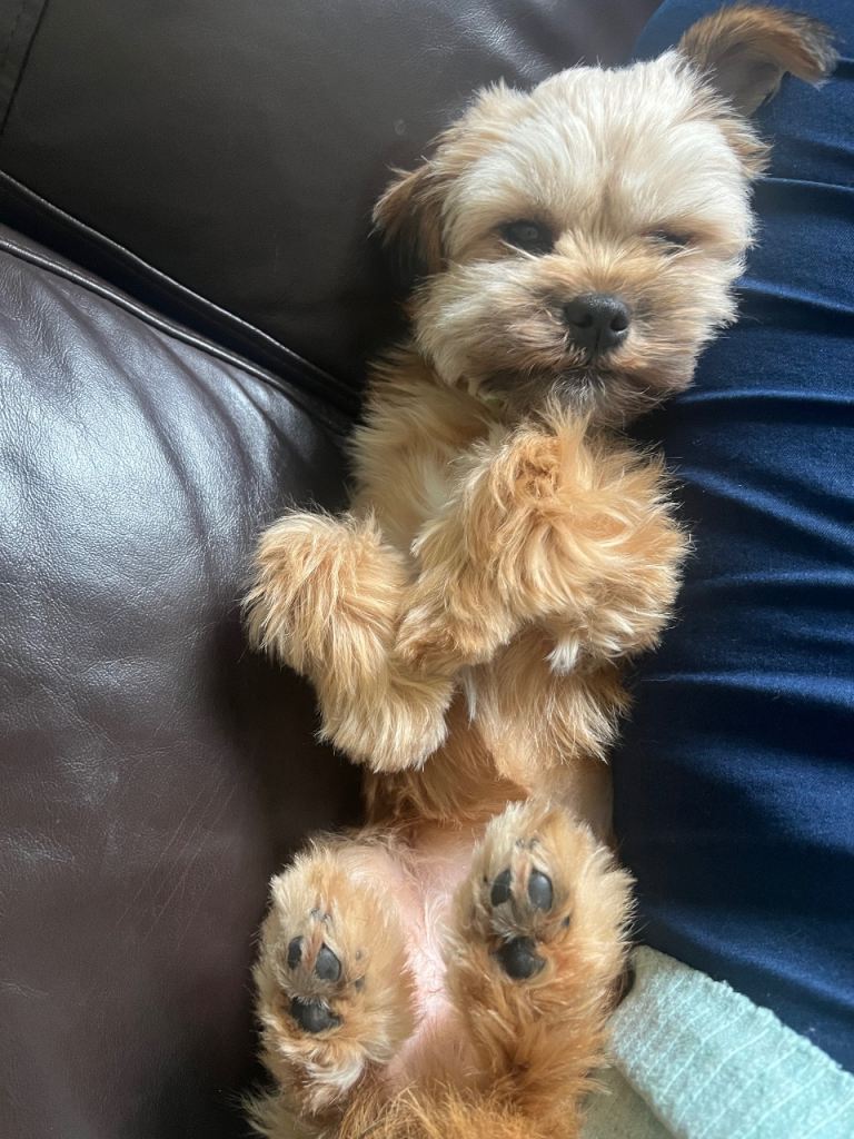 Border Terrier X Lhasa Apso