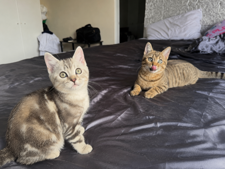 2 LOVING SCOTTISH BENGAL KITTENS, PERFECT MIX