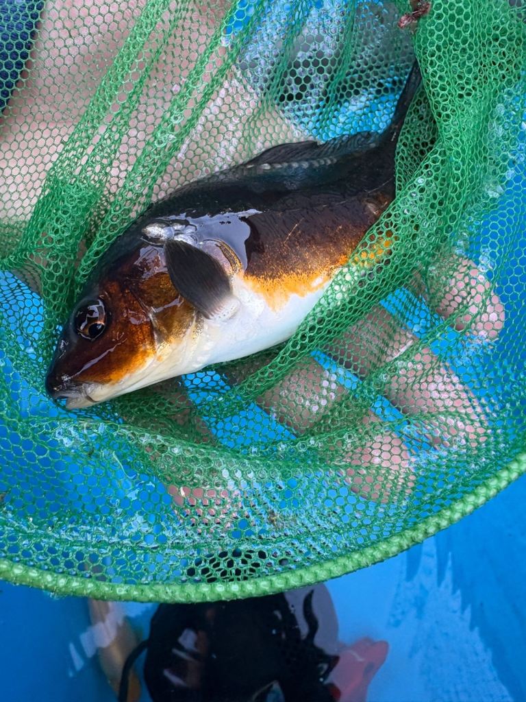 Koi & gold fish 