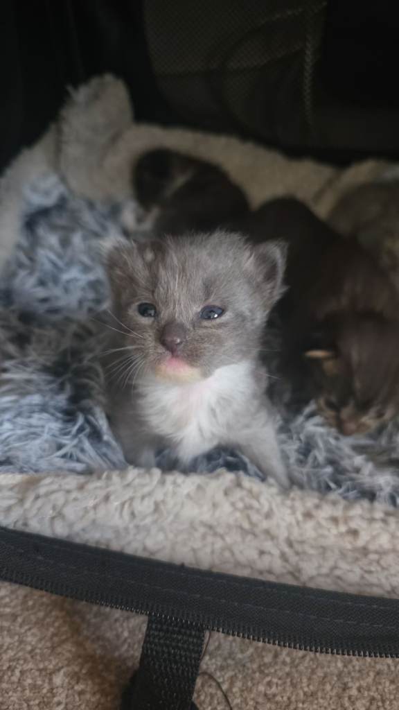 Kitten 