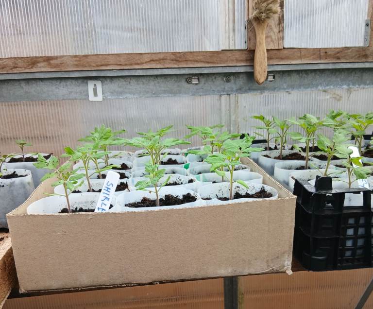 Shirley ---Gardeners Delight- tomato plants