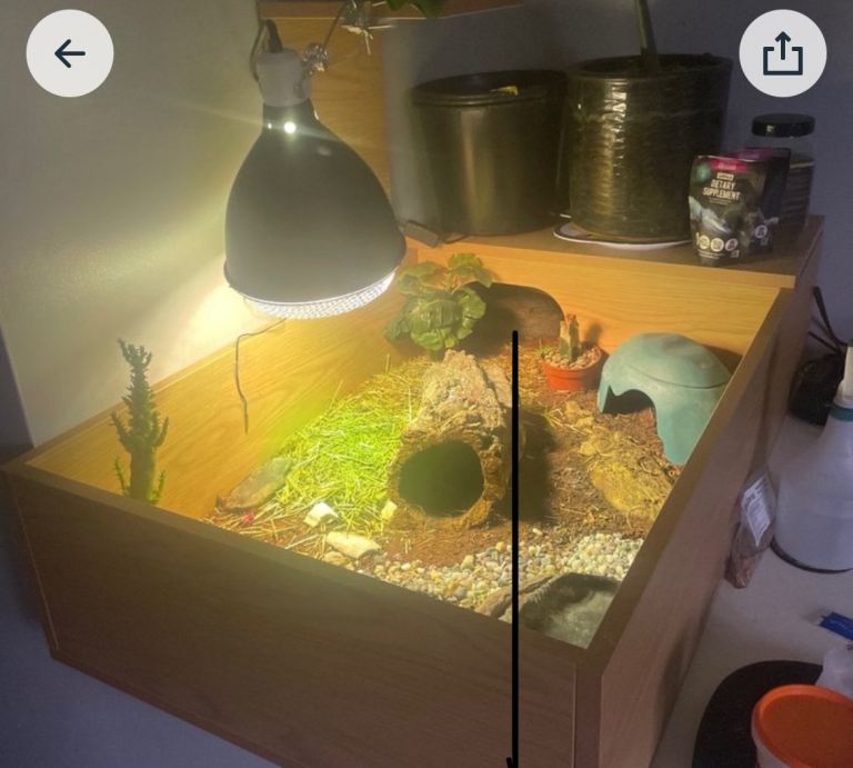 Tortoise table set up