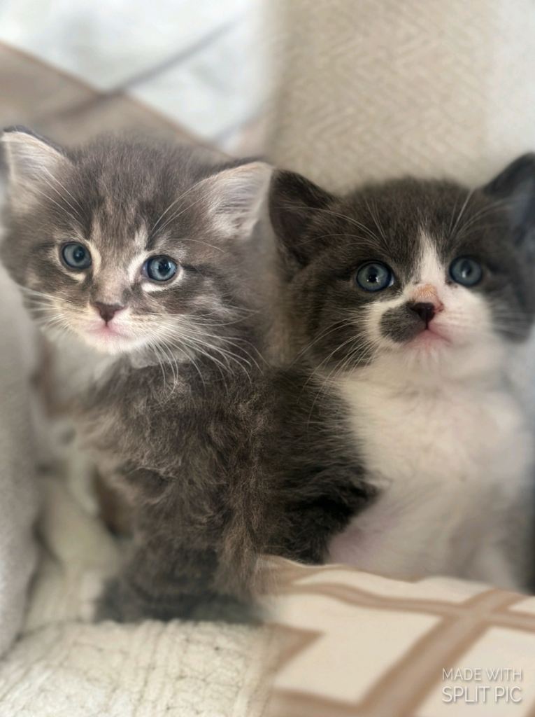 Two beautiful kittens ready now 