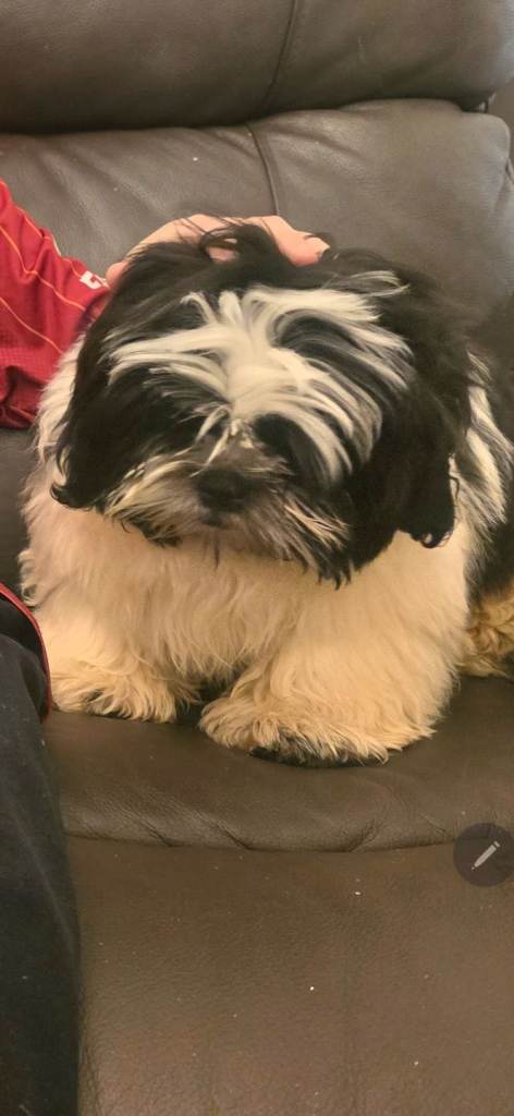 Last kc registered male pup