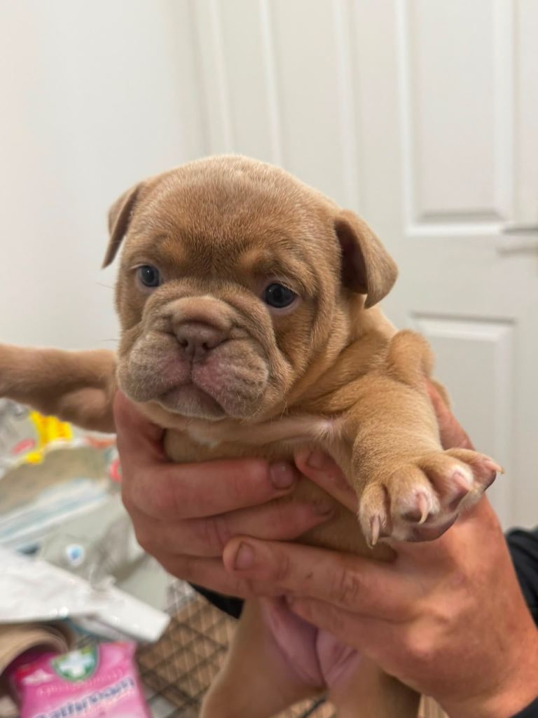 4 old english bulldog x French bulldog pups for sale