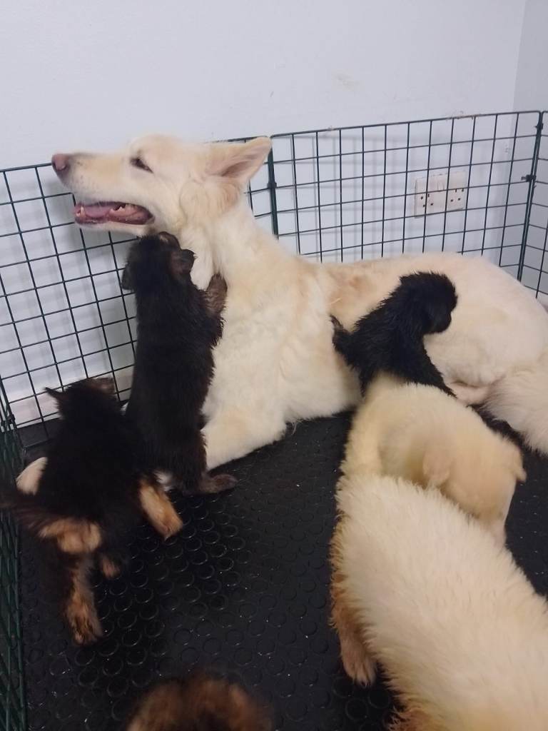Straight back Long cat German Shepherd puppies