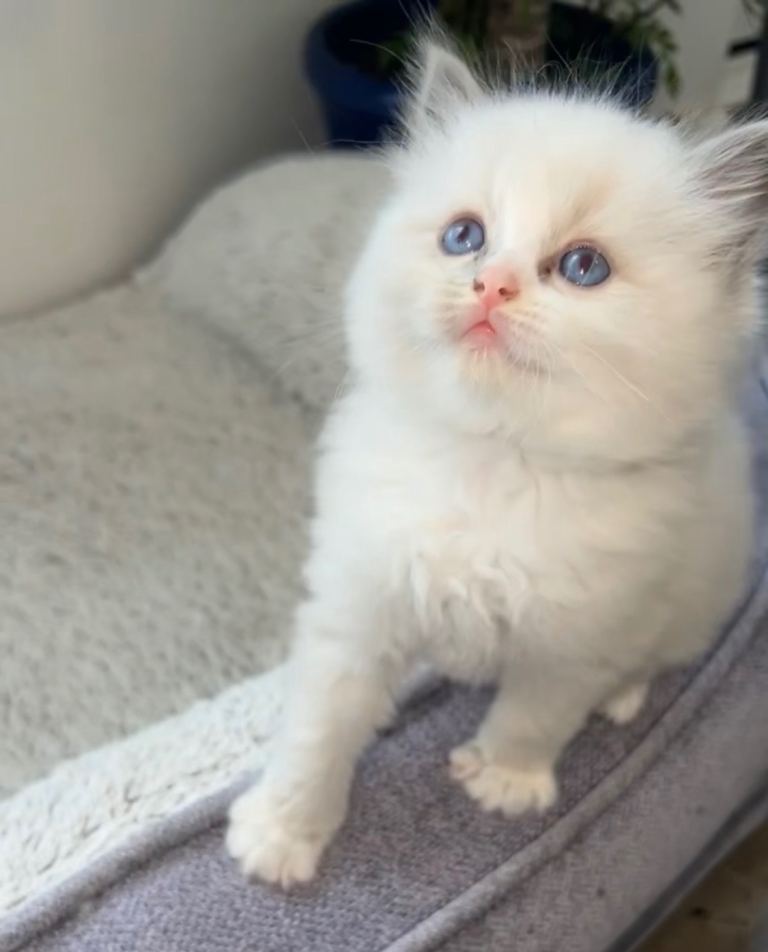 Beautiful Quality Ragdoll Babies