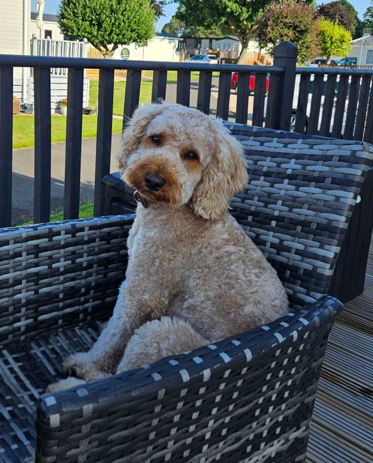 Waffle, Looking For His Forever Home