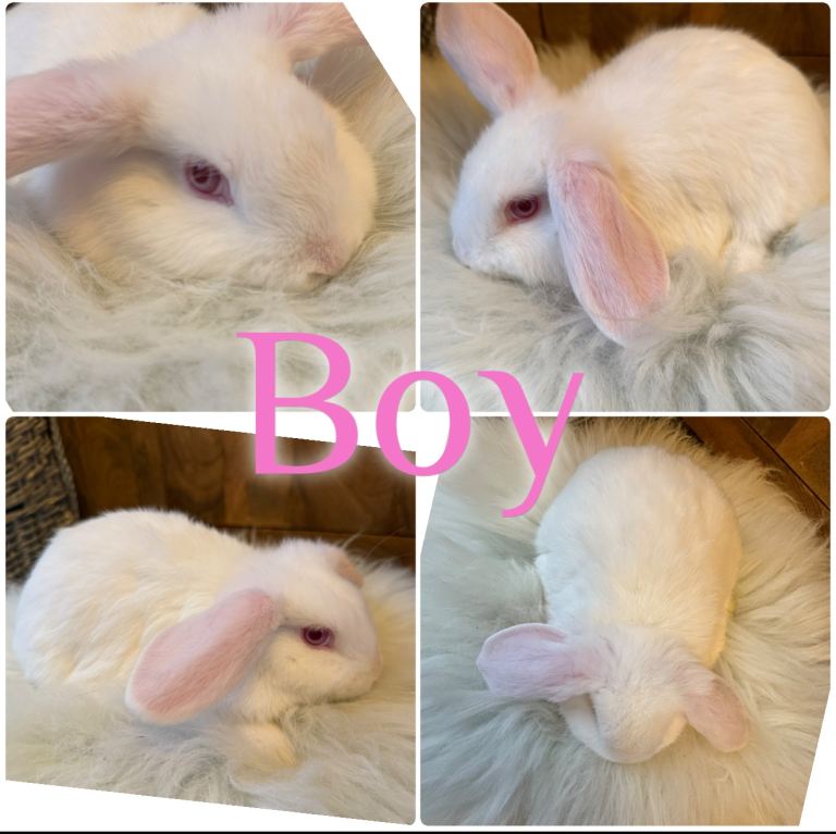 Beautiful Baby Mini Lop Rabbits Ready to Go 
