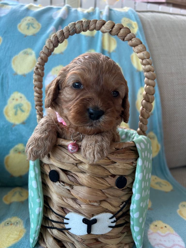 Cavapoo pups 