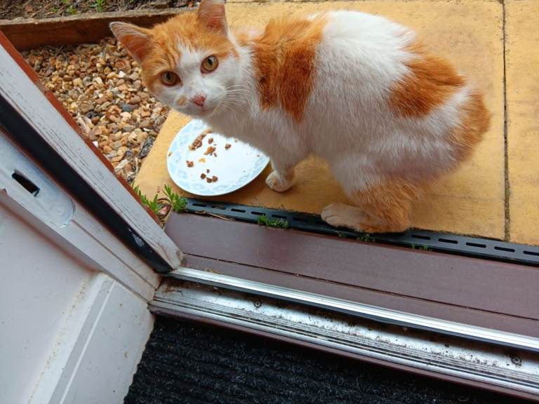 FOUND CAT B71/stone cross