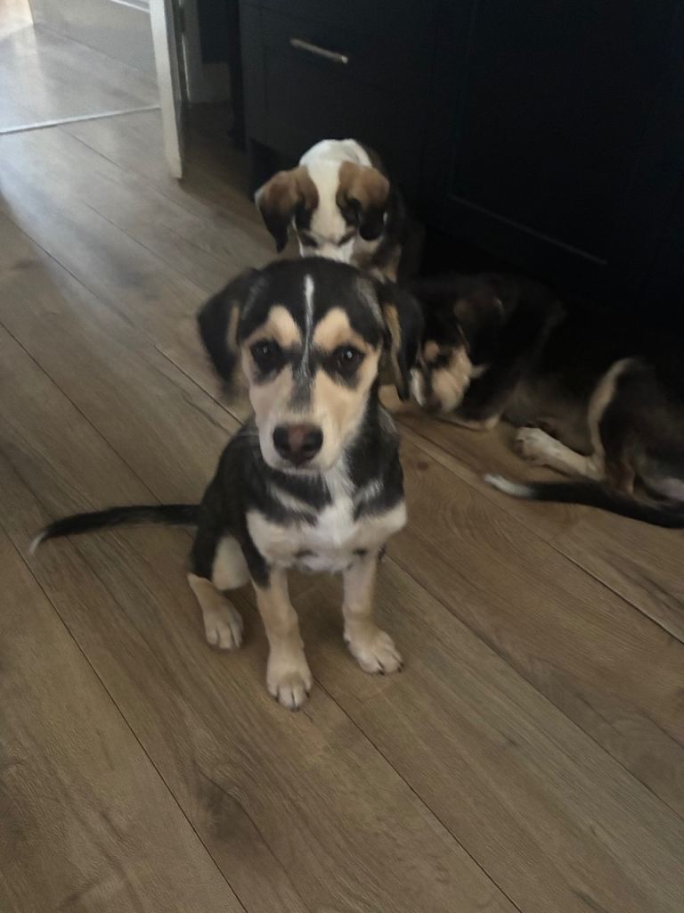 Cocker Spaniel x Siberian Husky