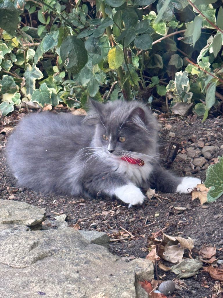 Stunning Maine coon Cross Ragdoll