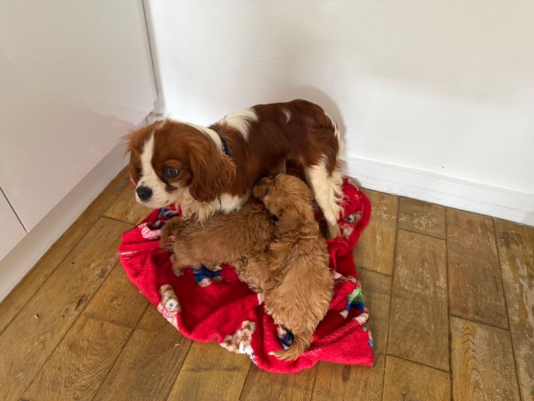 Puppies