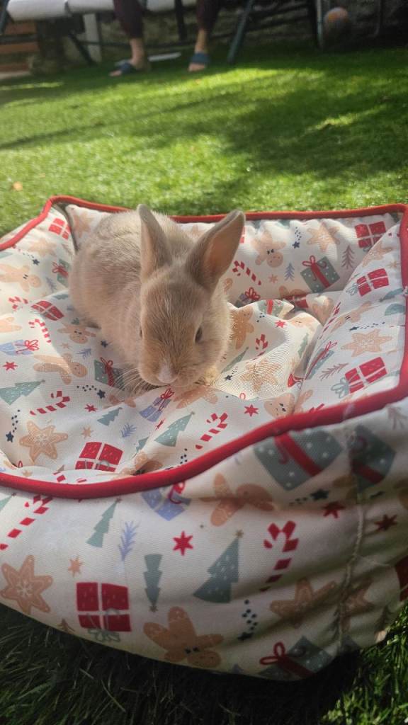Beautiful baby rabbits