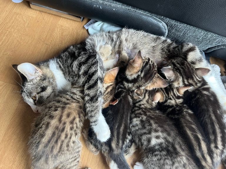 🐾 Beautiful Tabby Kittens & Young Cats Looking For Their Forever Home 🐾