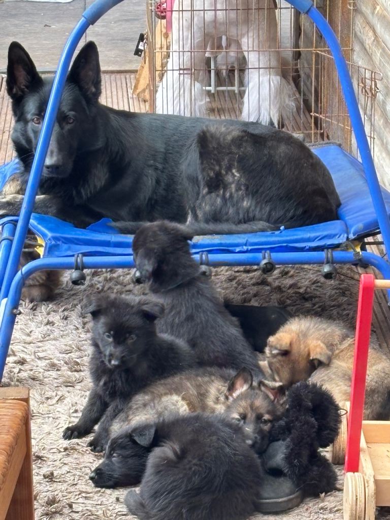 German shepherd puppies 