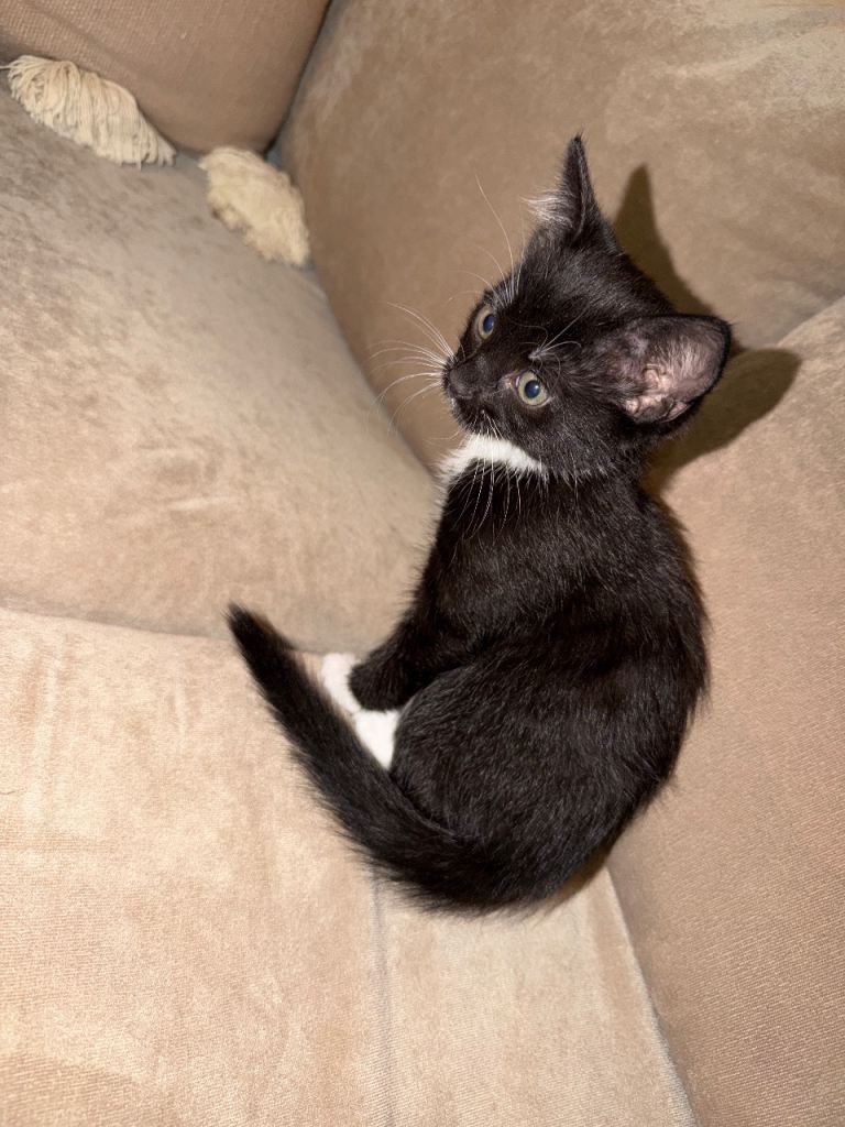 Black cat
