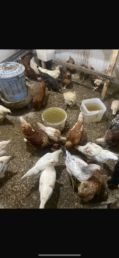 Any chickens/chicks/broody chickens for sale