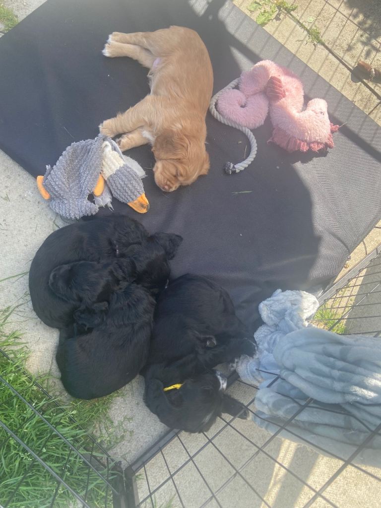 2 boys available for loving homes