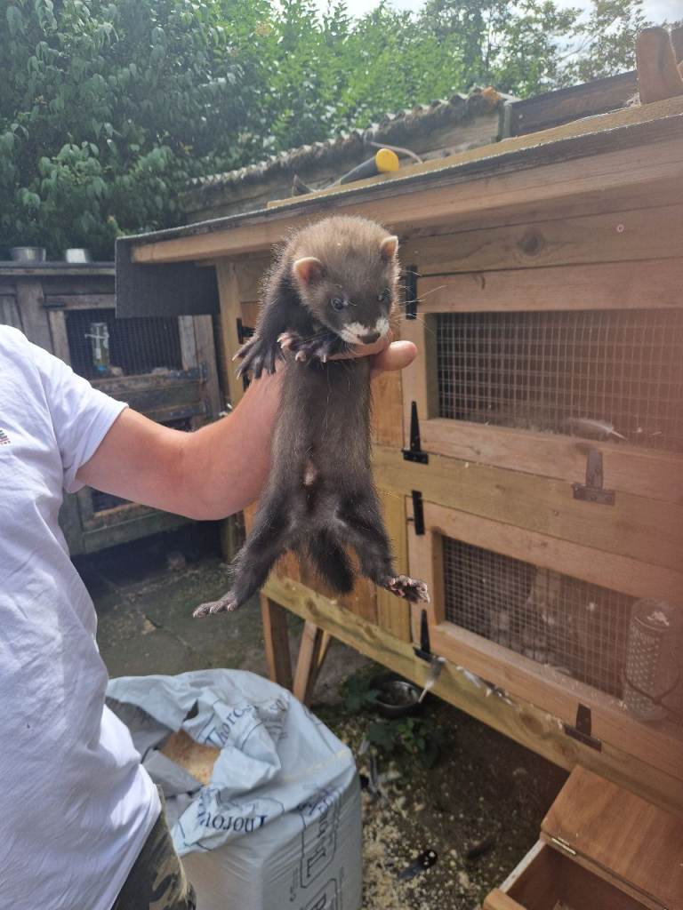 Ferret kits 