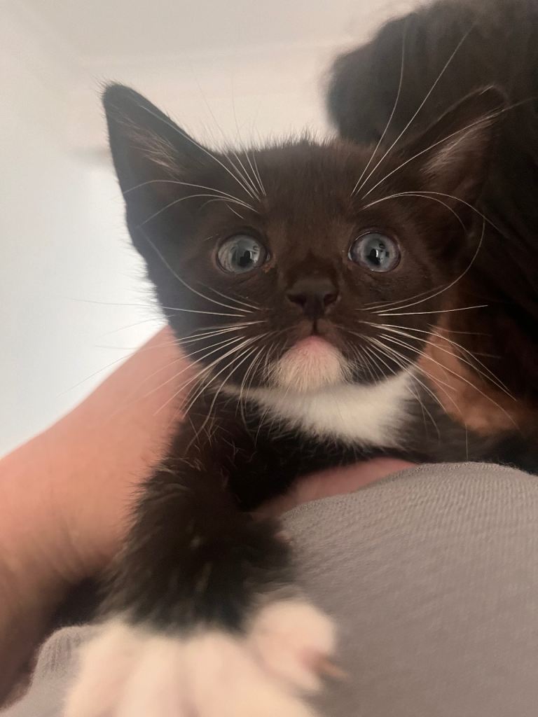 one male & one female kitten 