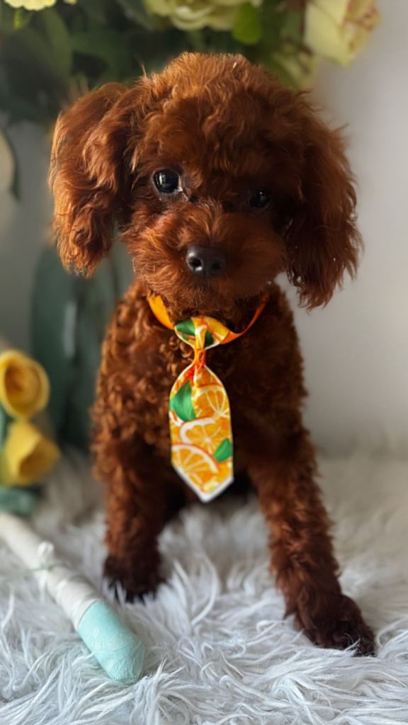 Asian Toy Poodle