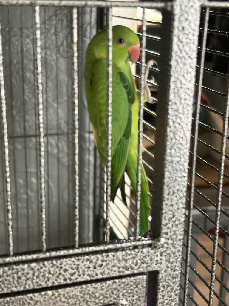 Baby Indian ringneck 