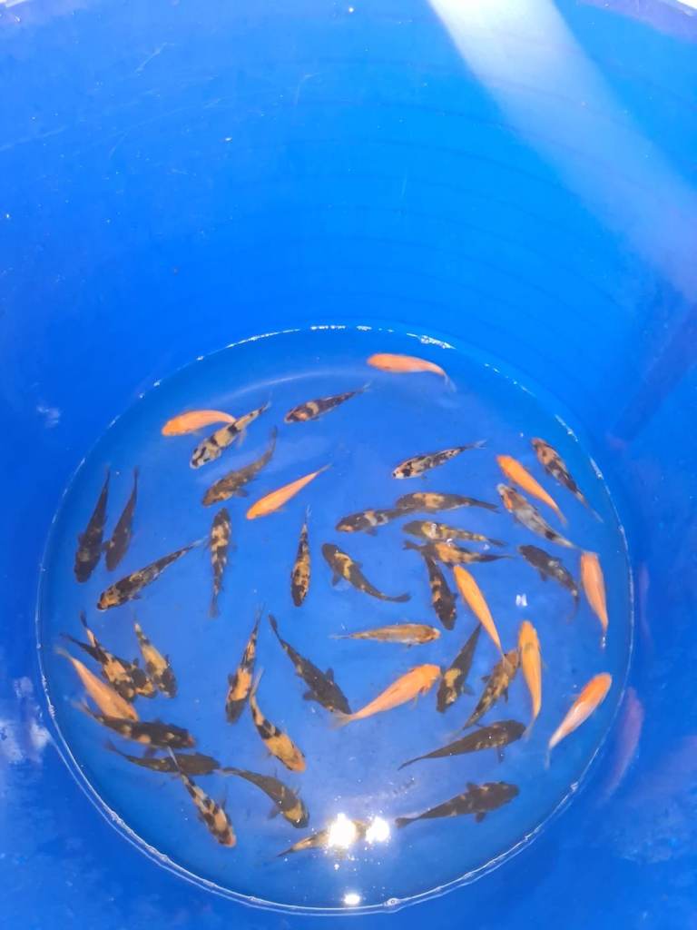 koi carp for sale £5.00 £10.00 + two offers