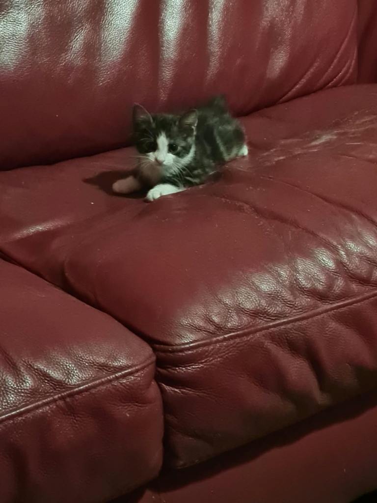 Grey and white kitten 