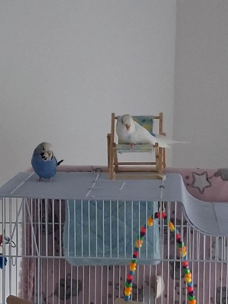 Two female budgies 