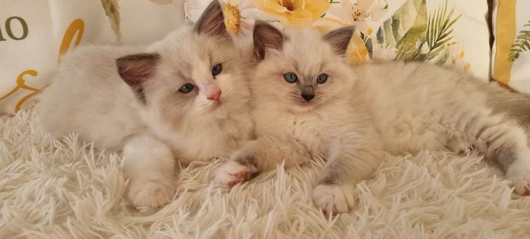 💕BEAUTIFUL TICA REGISTERED RAGDOLLS KITTENS 💕