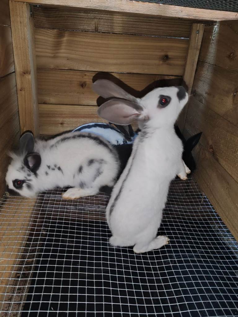 English spot lionhead and continental giant babies 