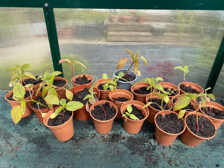 Amaranthus caudatus love lies bleeding Seedlings