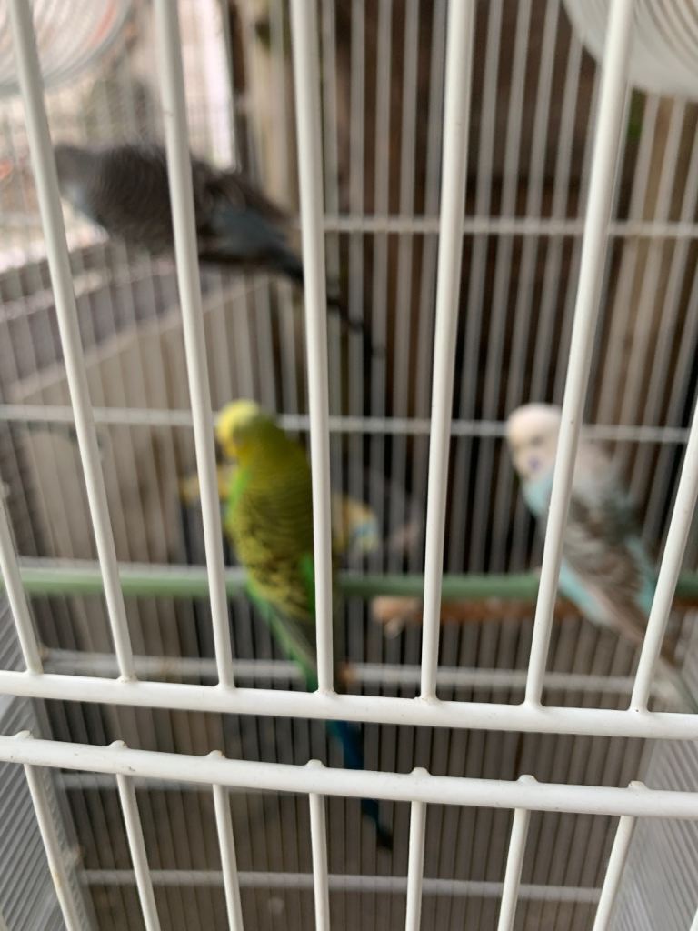 Budgies for sale 