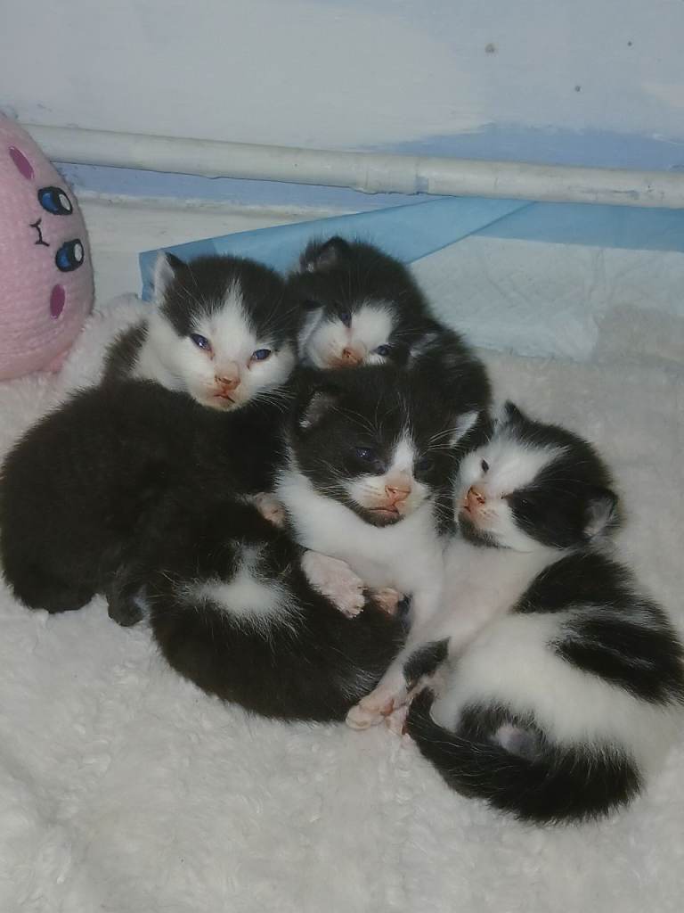 Kittens for sale 7 weeks